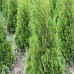 Туя западная Смарагд С25 100-120