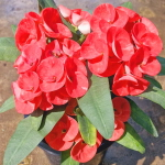 Эуфорбия Миля RED RUBY