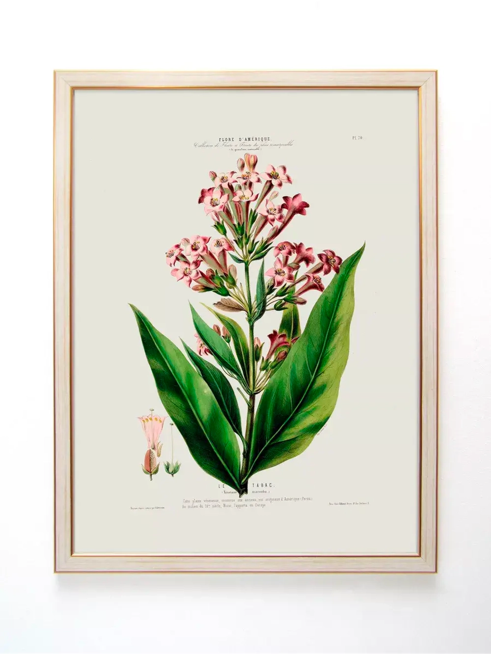 Постер настенный в багетной раме "Ботаника" 42*32 см