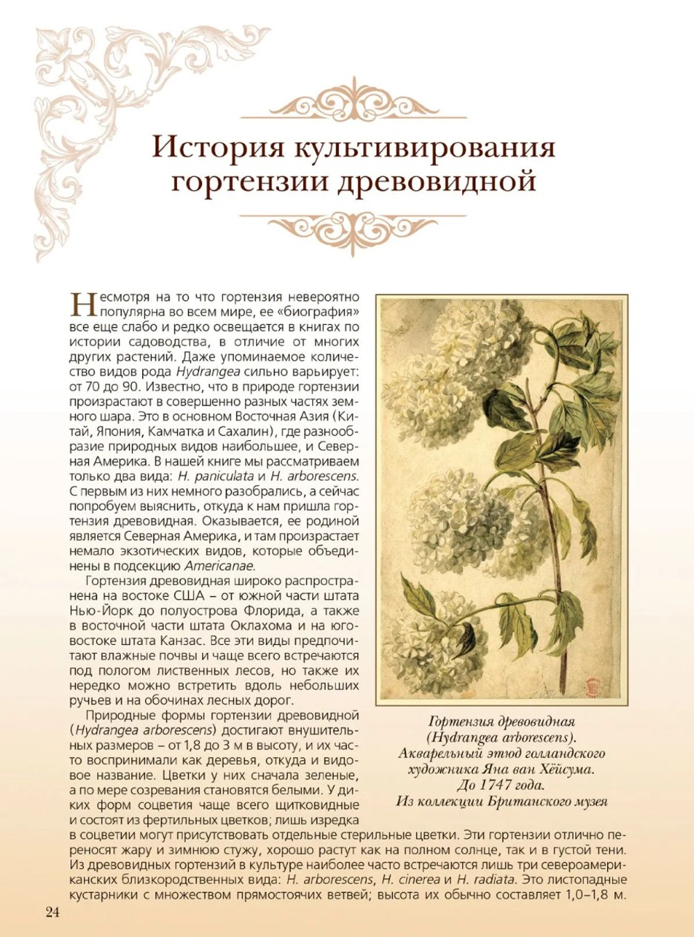Гортензия. Факты в историях