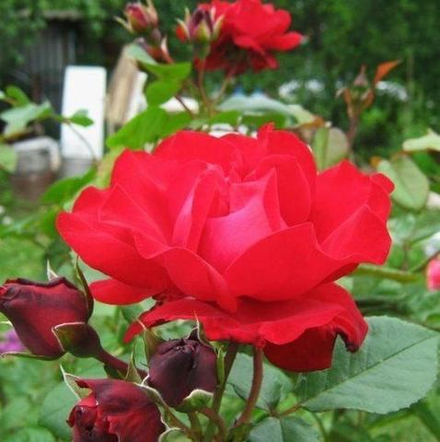 Роза чайно-гибридная Сантана