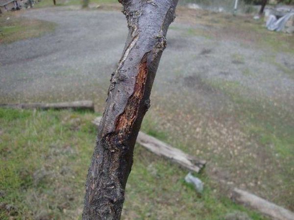 Как защитить деревья от солнечных ожогов