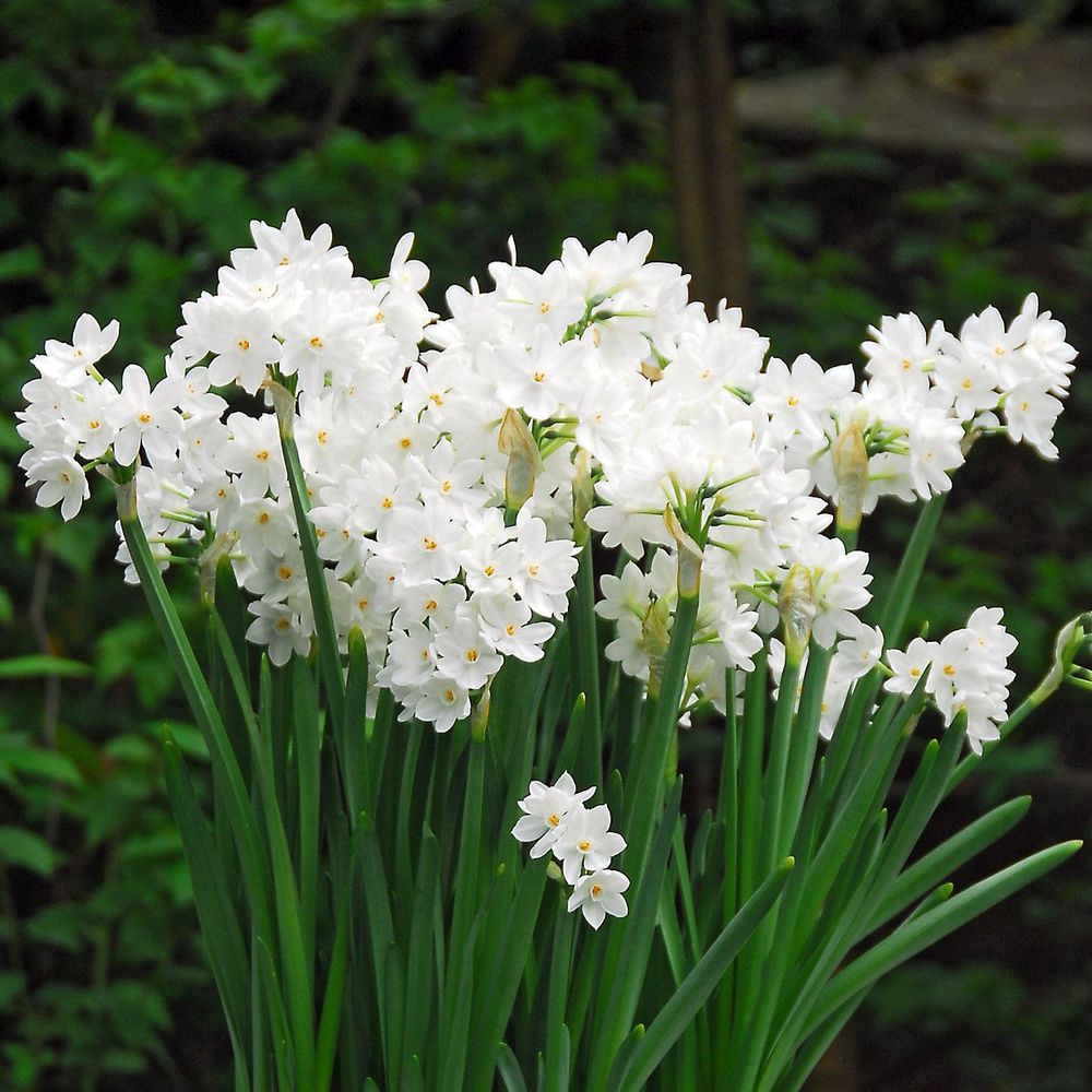 Нарцисс Пэпервайт Зива Закупка М79 сентябрь 2026