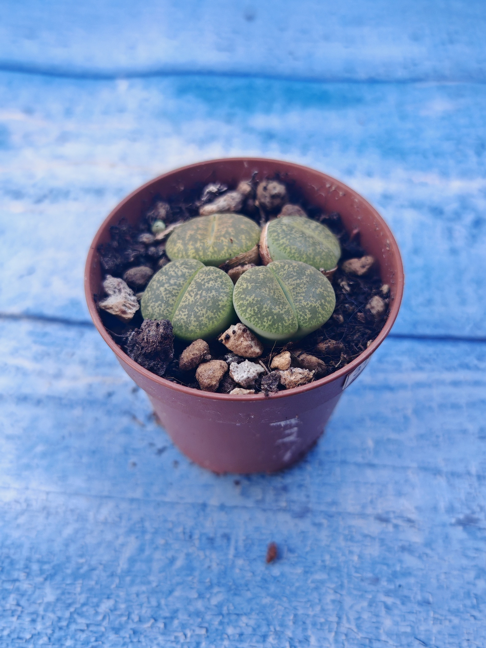 Lithops sp. (Литопсы)