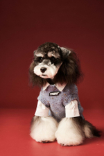 Жилетка для животных Офис (синяя, шерсть)