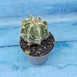 Astrophytum Myriostigma cv. Fukuryu (Астрофитум)