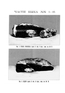 Скоромный и постный стол. Самая полная хозяйственная книга для приготовления 2800 блюд | Павловская О.