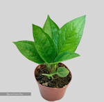 Антуриум Кобра