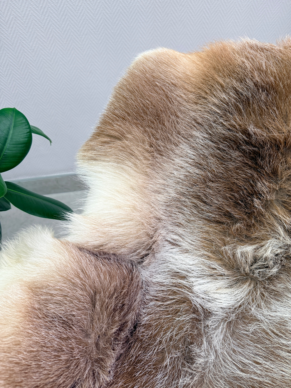 Шкура коврик меховой прикроватный овчина, 120х65 см.