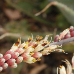 Семена АЛОЭ - Aloe Globuligemma