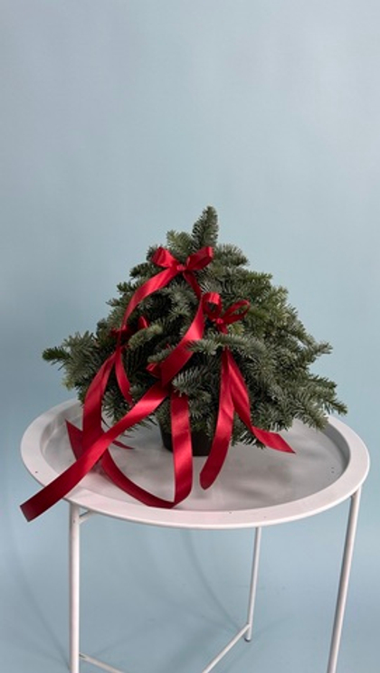Ель из нобилиса с бантами 30 см #67