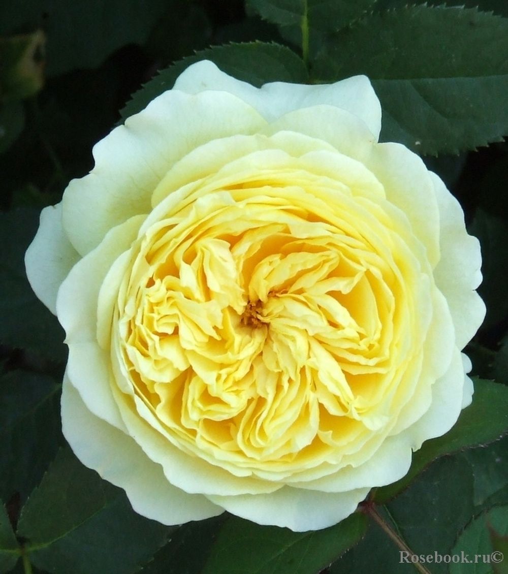 Нельсон Монфорт (Nelson Monfort)