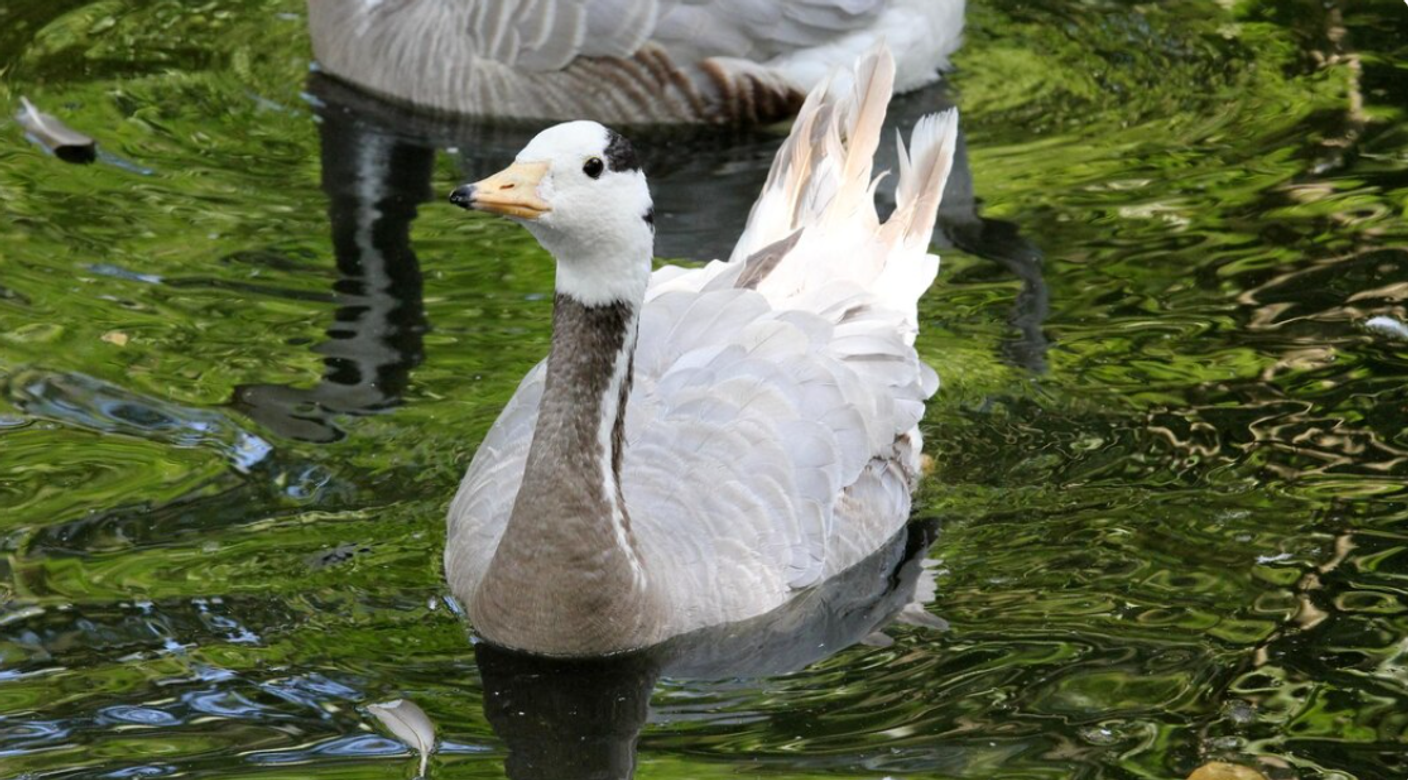 Как выбрать чучела для весенней охоты на гуся: материалы, размеры и расстановка