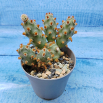 Tephrocactus Molinensis Red Glochids (Тефрокактус)