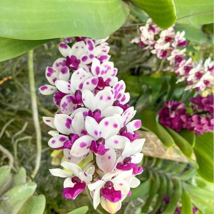 Ринхостилис RHY 38-PHON PHIMON