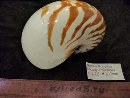 Наутилус Помпилиус "130-175мм"