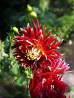 Георгин декоративный Манхэттен Айлэнд