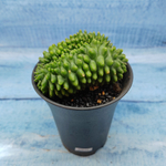 Gymnocalycium Spineless Crested form (Гимнокалициум Кристатный)