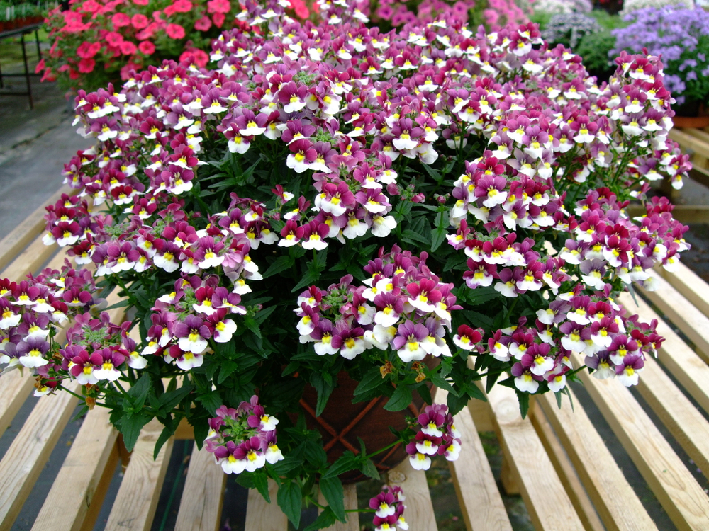 ЕВРО Nemesia Fruticans SUNPEDDLE Painted Rose неукор черенок ноябрь 2025