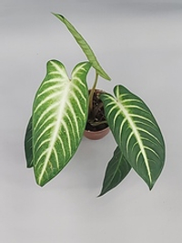 Ксантосома Лондона 9/20