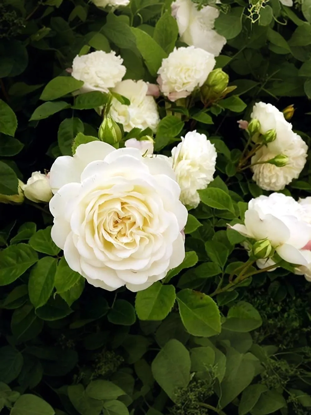 Роза английская Транквилити