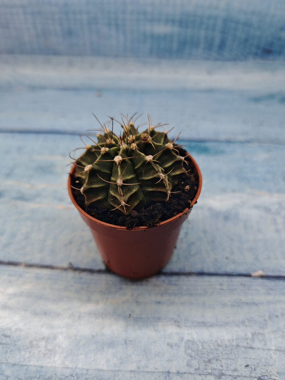 Gymnocalycium Friedrichii (Гимнокалициум)