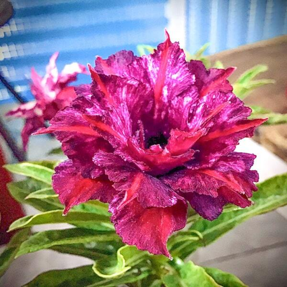 Адениум обесум 210 Định Mệnh