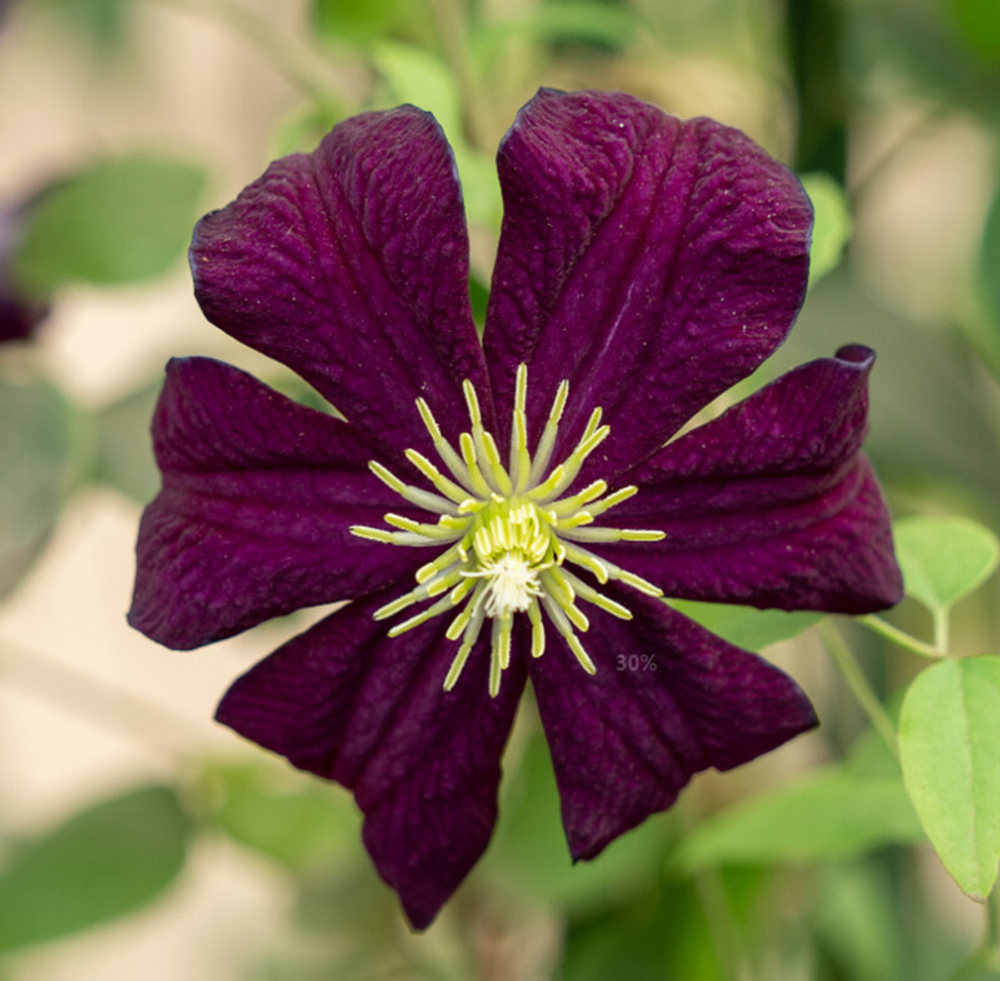 Клематис цветущий Гизела