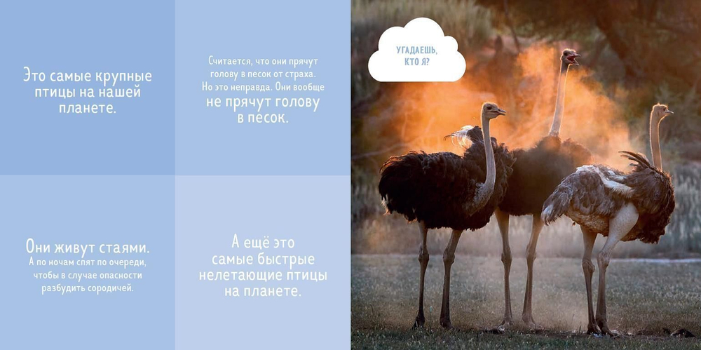 Удивительный мир. Кто прячется в пустыне?