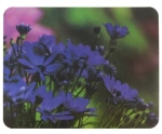 Коврик для мыши Buro BU-M20012 23*18*2 цветы