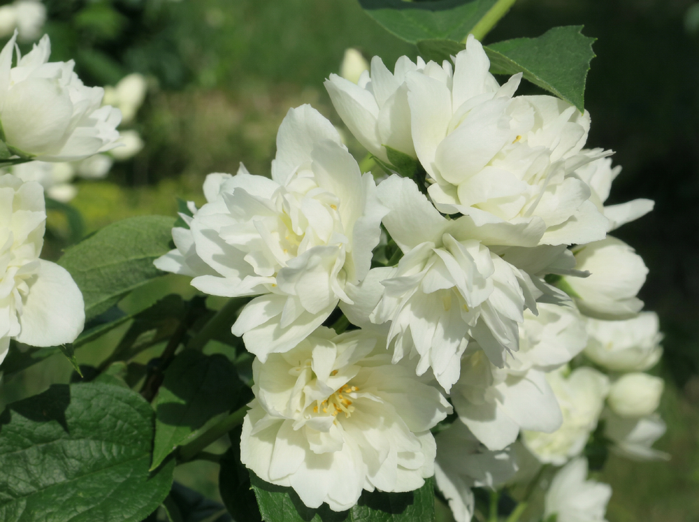 Чубушник (Садовый жасмин) «Зоя Космодемьянская»