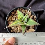 Сансевиерия PINGUI LONGIFLORA VAR