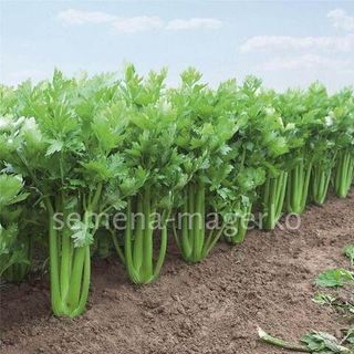 Сельдерей черешковый Танго F1  10000 (семян)