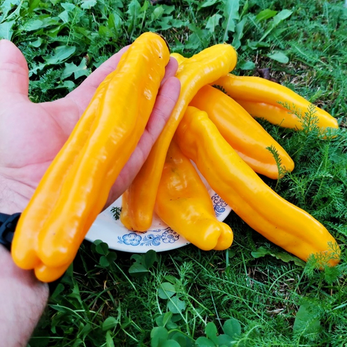 Сахарный Перец Сабля Самурая - Katana Samurai Pepper