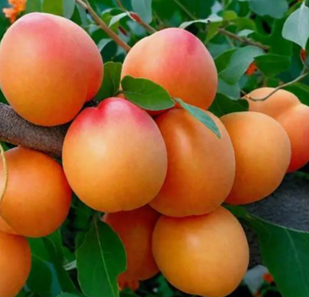 Абрикос Триумф Северный ЗКС контейнер 5-7,5л, 3х летний саженец май 26