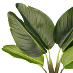 Стрелиция куст 6 листьев 38 см