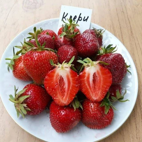 Саженцы клубники Клери