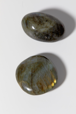 Лабрадор палмстоун M