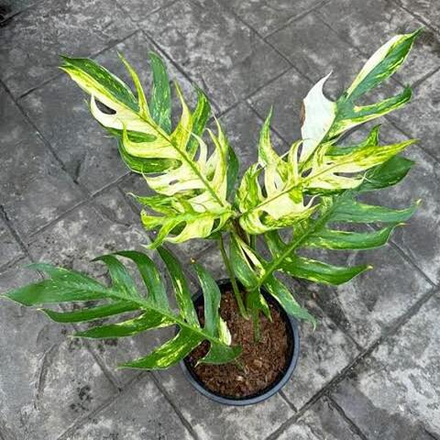 Эпипремнум PINNATUM YELLOW FLAME