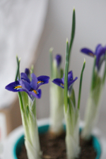 Первоцвет в бетонном кашпо с коробочкой