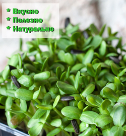 Свежая микрозелень подсолнечника / 6 боксов / суперфуд