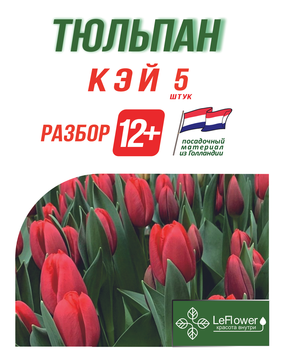 Тюльпан Луковица, Кэй 5 шт