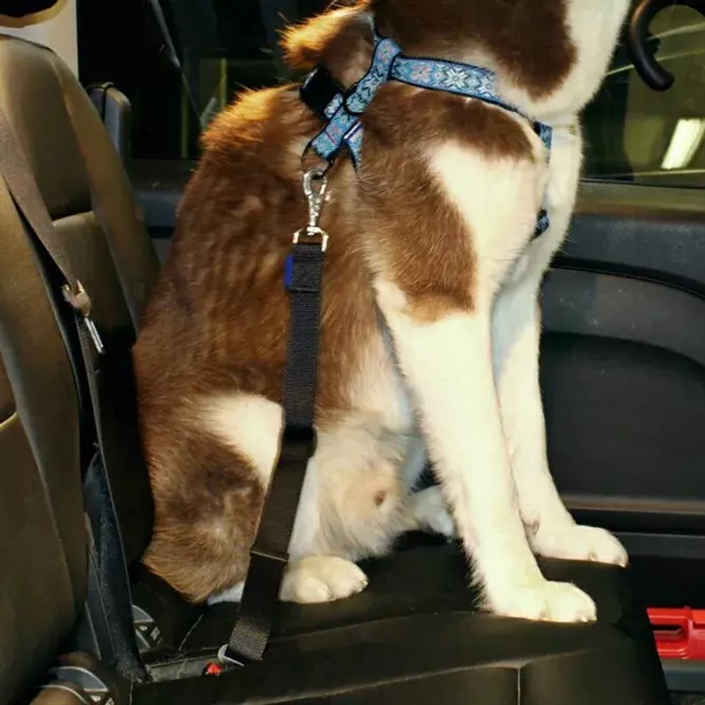 ремень безопасности для собаки