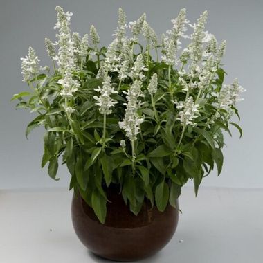 3308 Сальвия мучнистая SALLYFUN Snowhite (Весна 2026)