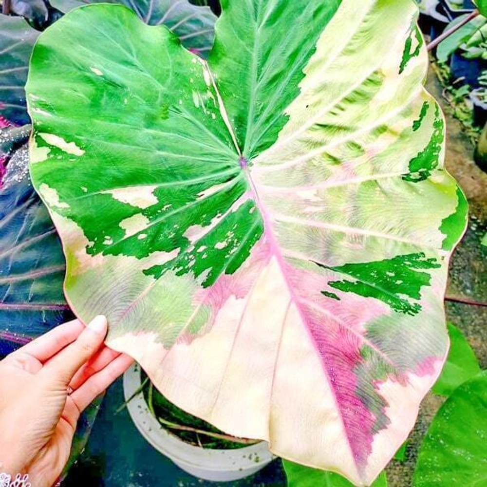 Колоказия PHRA SAENG PINK