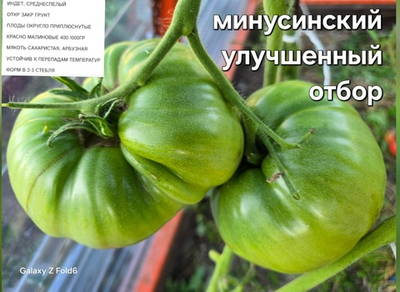 РАССАДА ТОМАТОВ МИНУСИНСКИЙ УЛУЧШЕННЫЙ ОТБОР