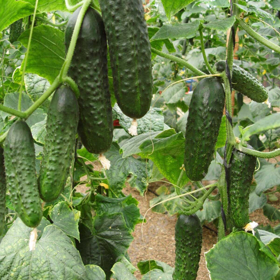 Проскор F1 семена огурца партенокарпического (Nunhems / Нюнемс) культура – фото 5