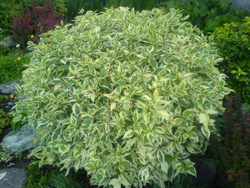 Дерен элегантиссима