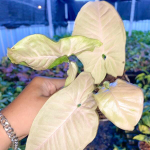 Сингониум PINK PEARL