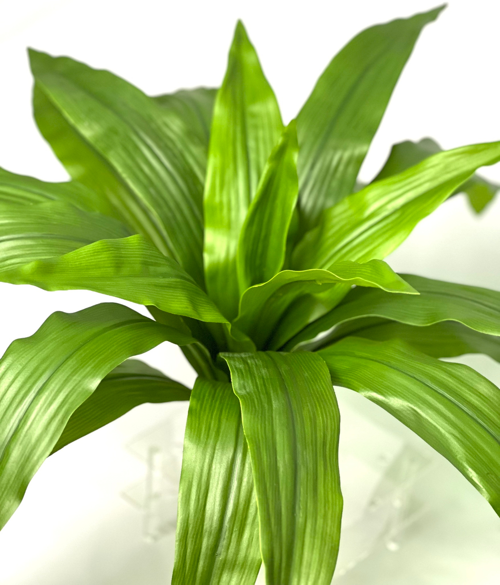 Драцена зеленая куст большой